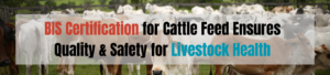 BIS Certification for Cattle Feed Ensures Quality & Safety for Livestock Health